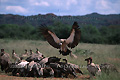 Repas de vautours, Cape Vulture - NAMIBIE