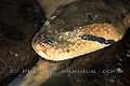 Anaconda (Eunectes murinus)