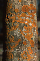 Ecorce d'arbre recouvert de lichen orange - FINLANDE