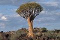 Kokerboom (Arbres carquois) ou Aloe dichotoma