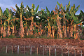 Plantation de bananiers plantains - COLOMBIE