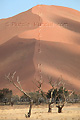 Arbres devant une dune de Sossusvlei - NAMIBIE