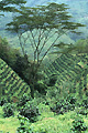 Arbre poussant dans une plantation de caféiers - COLOMBIE