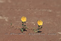 Fleurs de désert - NAMIBIE