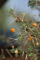 Fleurs d'acacia namibien - NAMIBIE