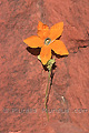 Fleur jaune sur un rocher - NAMIBIE