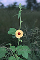 Fleur jaune - NAMIBIE