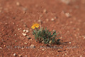 Fleur de désert - NAMIBIE