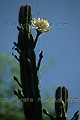 Fleur blanche de cactus - NAMIBIE