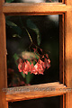 Fleurs derrière une porte vitrée - FRANCE