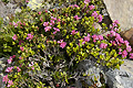 Rhododendron hirsute (Rhododendron hirsutum)