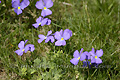 Pensées à long éperon (Viola calcarata)