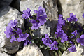 Linaire alpine (Linaria alpina)