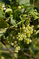 Raisins blancs - FRANCE