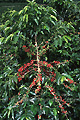Branche de caféier avec cerises rouges, type caturra - COLOMBIE