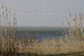 Roseaux en bordure de l'étang de Vaccarès - FRANCE
