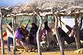 Famille de l'ethnie wayu se prlassant dans des hamacs - COLOMBIE