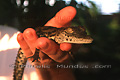 Bébé crocodile au creux d'une main