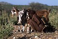 Fille de l'ethnie Himba occupée à traire une chèvre - NAMIBIE