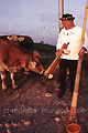 Joueur de cor des Alpes parlant à une vache - SUISSE