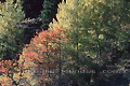 Forêt d'automne - SUISSE