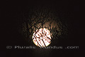 Pleine lune dorée derrière des branches