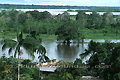 Végétation en bordure du fleuve Amazone - COLOMBIE
