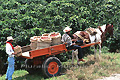 Cheval pinto tirant une charette contenant la récolte de café - COLOMBIE