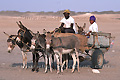 Anes et mûle tirant une charette transportant un couple et leur âne malade - NAMIBIE