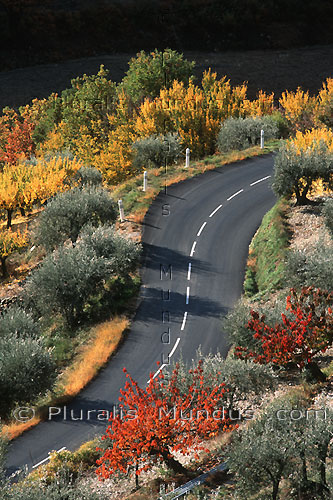 Route bordée d'oliviers